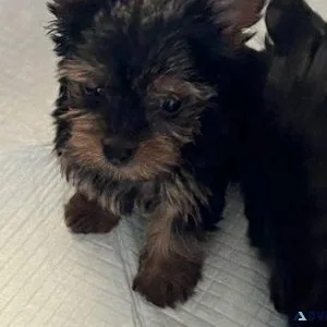 Teacup Yorkshire Terrier puppies for sale.