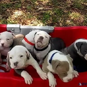 Pit-bull Puppies Available