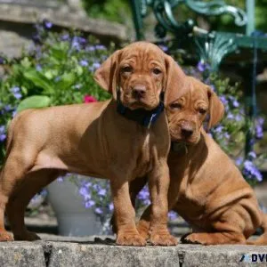Vizsla Puppies