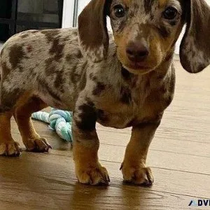 Dachshund Puppies