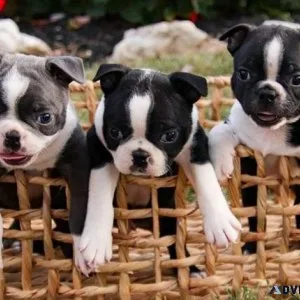 Adorable Boston Terrier puppies for sale