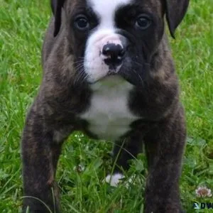 Beautiful Energetic American Bulldog Puppies