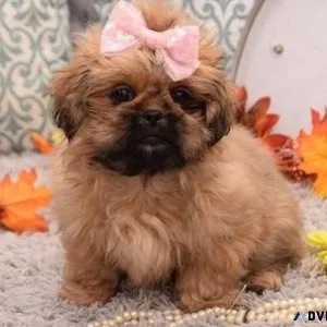 Cutest Shinese puppies for sale.