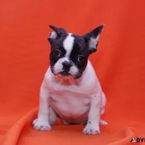 French Bulldog puppies.