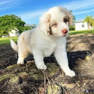 Beautiful Australians Shepherd Puppies