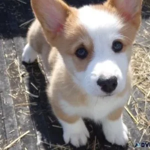 Full Pembroke Welsh Corgi puppies for sale