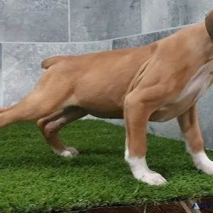 Beautiful Boxer Puppies for sale
