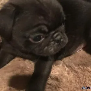 Gorgeous Pug puppies for sale