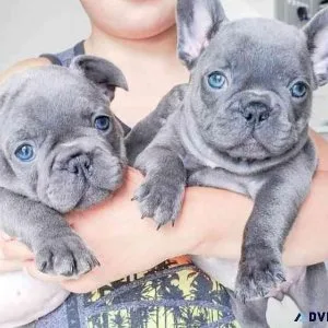 French bull dog puppies perfectly ready for new home