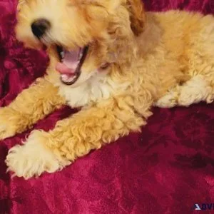 Akc female toy poodle puppy