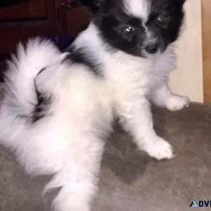 Home raised Papillon puppies for sale