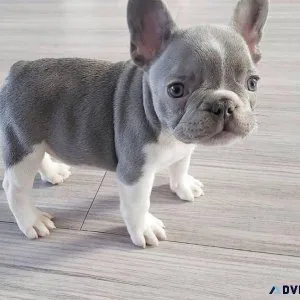 Fantastic 4 French Bulldog Puppies