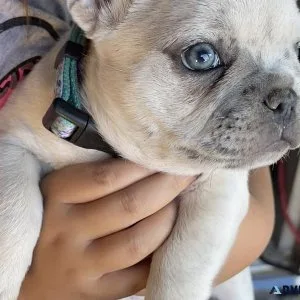 Cream Merle French Bulldog Puppy
