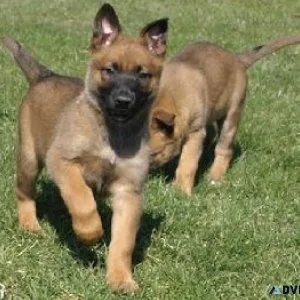Well Trained Belgian Malinois puppies for sale