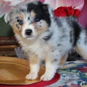AKC Australian Shepherd Puppies for sale