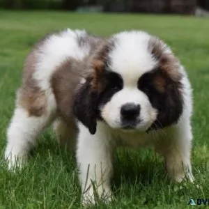 Well Socialized Saint Bernard puppies for sale