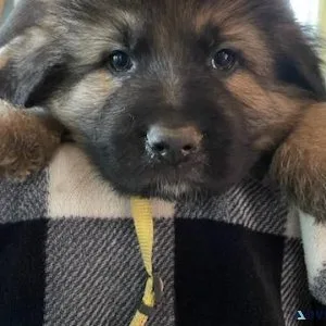 German shepherd puppies