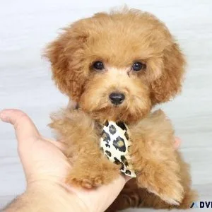 Poodle Puppies Perfection Looking For You