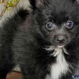 Beautiful Pomeranian puppies for sale.