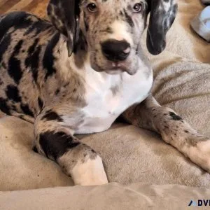 Great Dane puppies