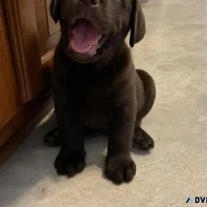 Chocolate labs English style