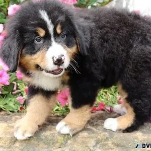 Adorable Bernese Mountain puppies for sale.
