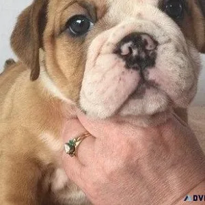 Lovely English Bulldog Puppies