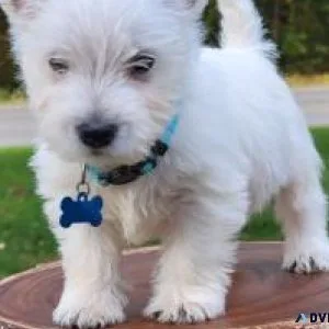 West Highland White Terrier (Westie) puppies
