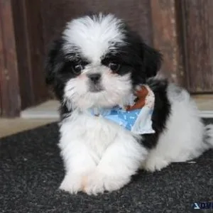 Adorable Shih Tzu puppies for sale