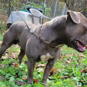 American Bully stud available