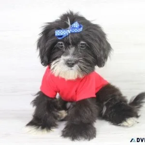 Rare HavaTzu Puppy Ready For A New Home