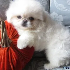 CKC Pekingese puppies for sale.
