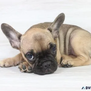 French Bulldog Beauty Puppy For Sale