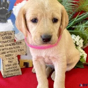 Labrador Retriever