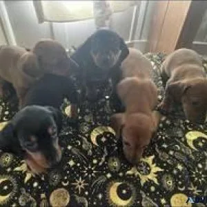 Dachshund puppies for adoption.