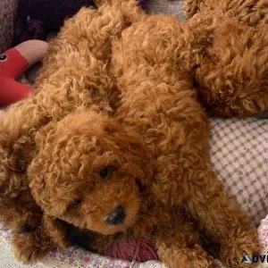 Amazing Toy Poodle puppies for sale.
