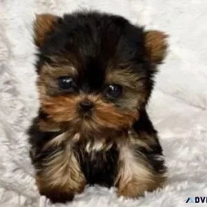 Rehoming yorkie terrier pups