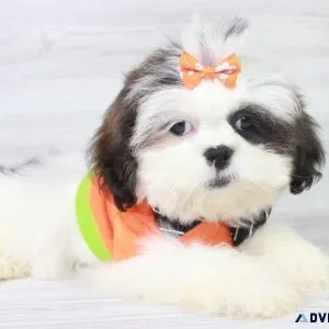 Lhasa Apso Puppy For Sale