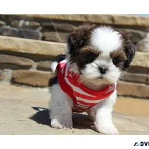 100% Pure Shih tzu puppies available