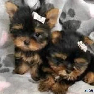 Small Yorkie puppies