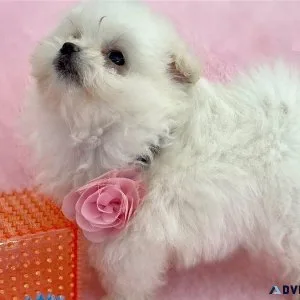 Healthy Maltipom puppies for sale
