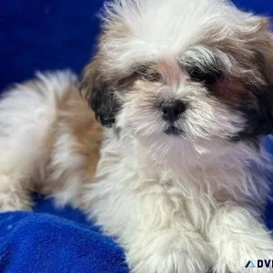 Healthy Lhasa Apso puppies for sale