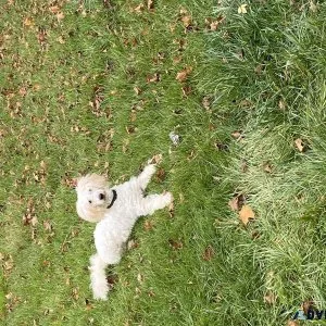 Male Mini GoldenDoodle
