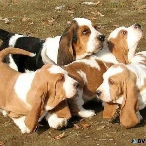 Two Affectionate Basset Hound Puppies
