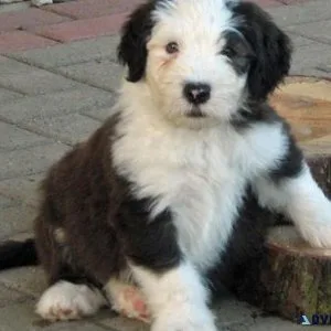 Gorgeous Old English Sheepdog puppies for sale.