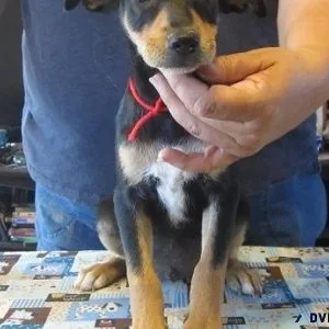 Adorable Mountain feist puppies for sale
