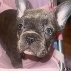 French Bulldog Puppy