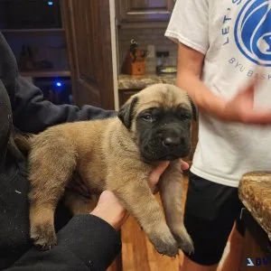 AKC  English Mastiff Puppies