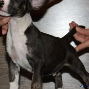Beautiful Miniature Bull Terrier puppies