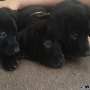 Black lab mixed puppies